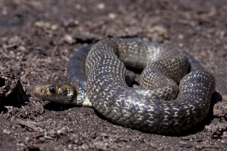 Stock image of an eastern brown snake 