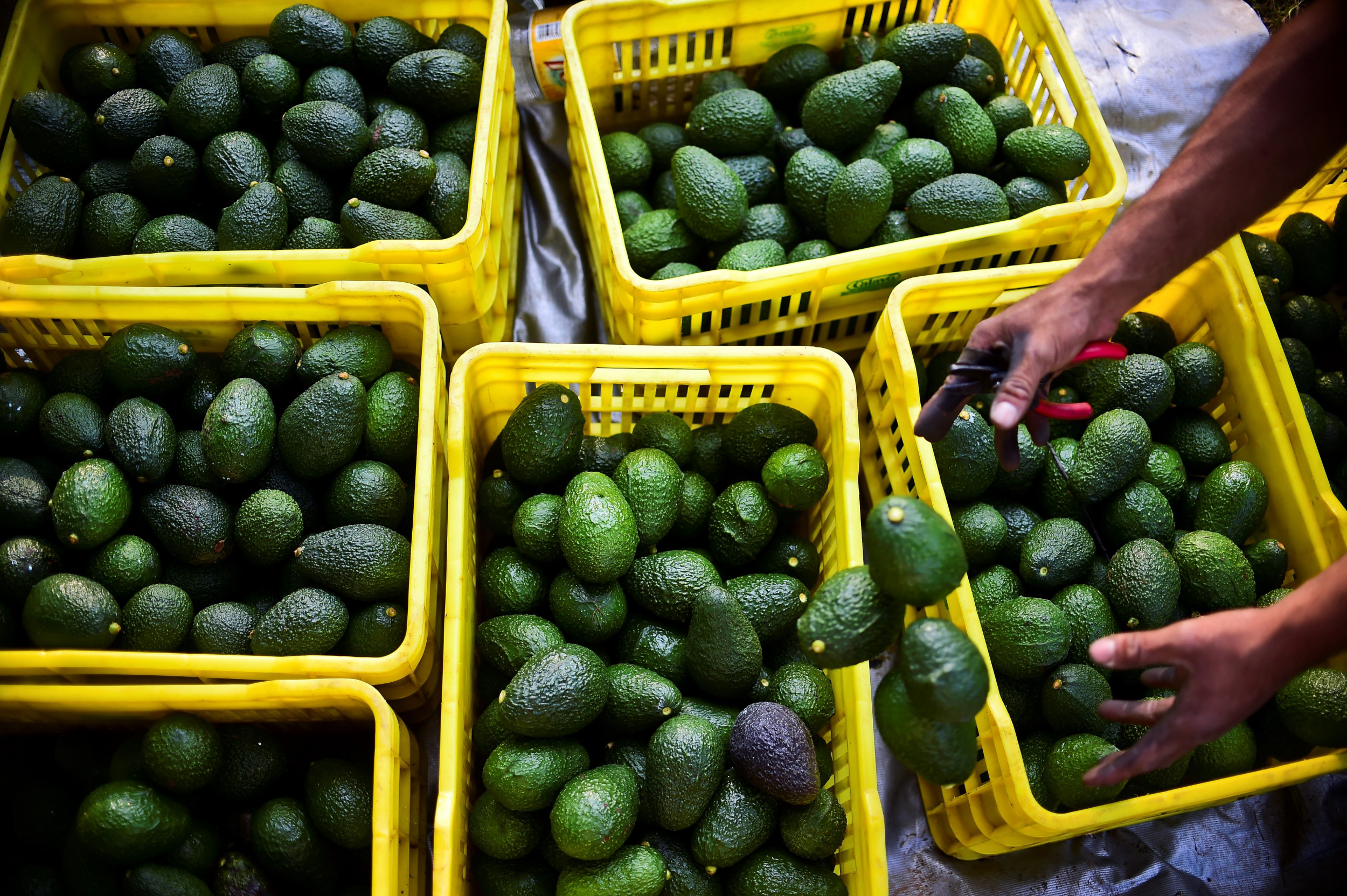 how-the-avocado-became-key-to-mexican-drug-cartel-turf-war