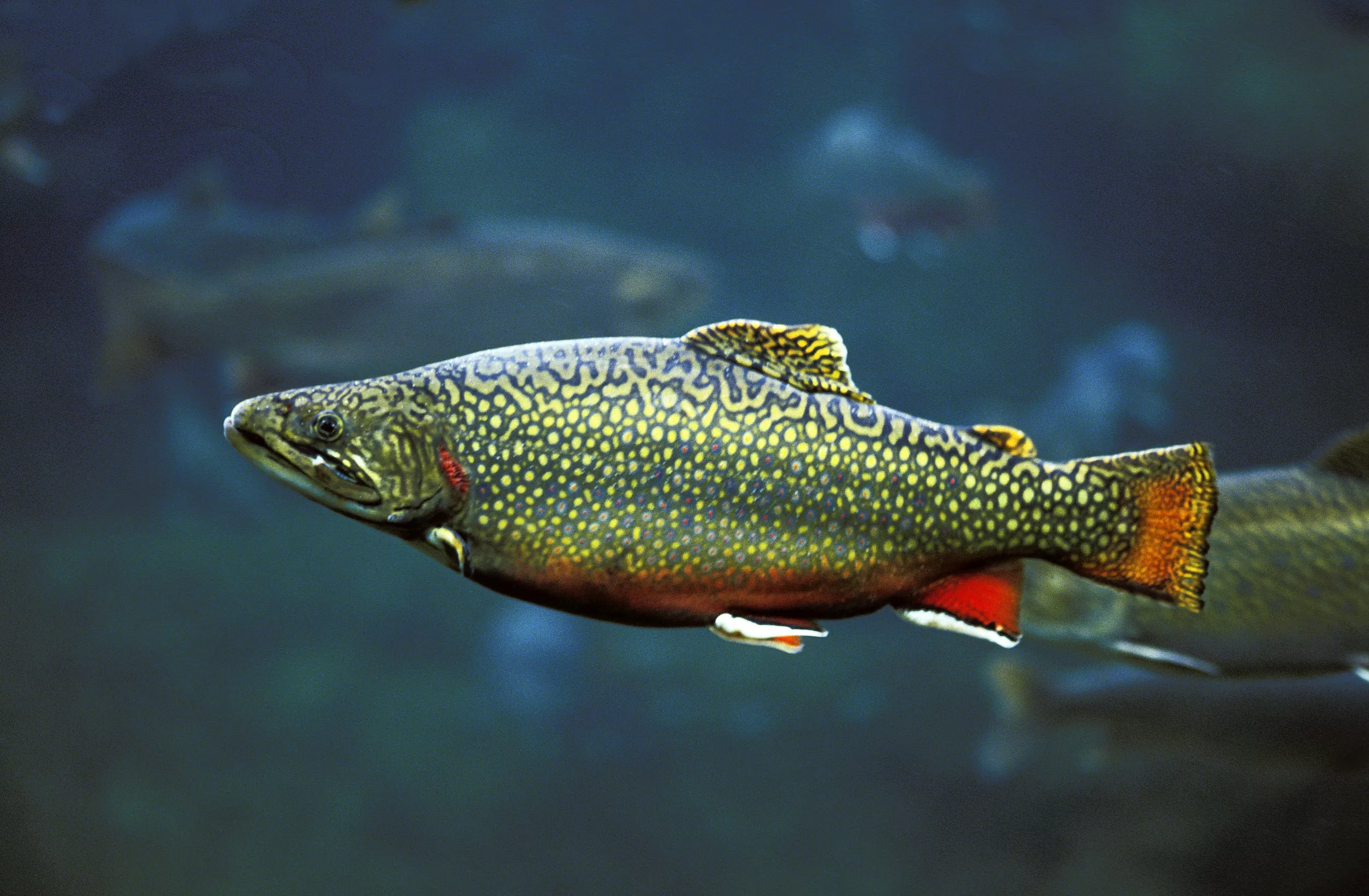 North Carolina Fisherman Breaks 61-Year-Old Record, Catches 12lb Trout With Homemade Rod - Vimarsana News