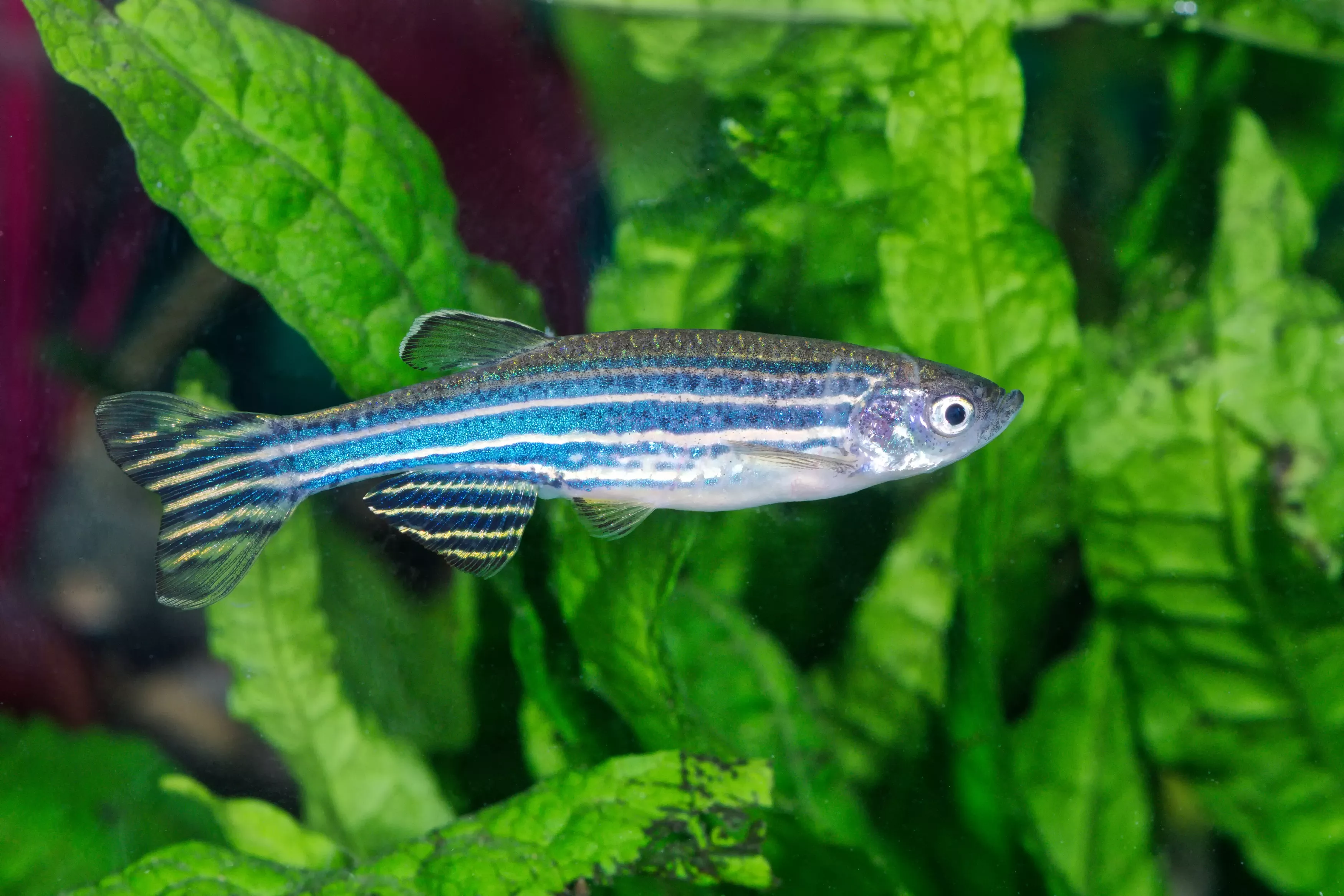 Genetically Engineered Glowing Fish Have Escaped Fish Farms and Are Multiplying - Vimarsana News