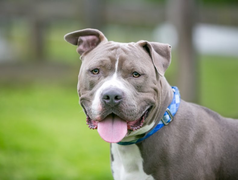 A pit bull