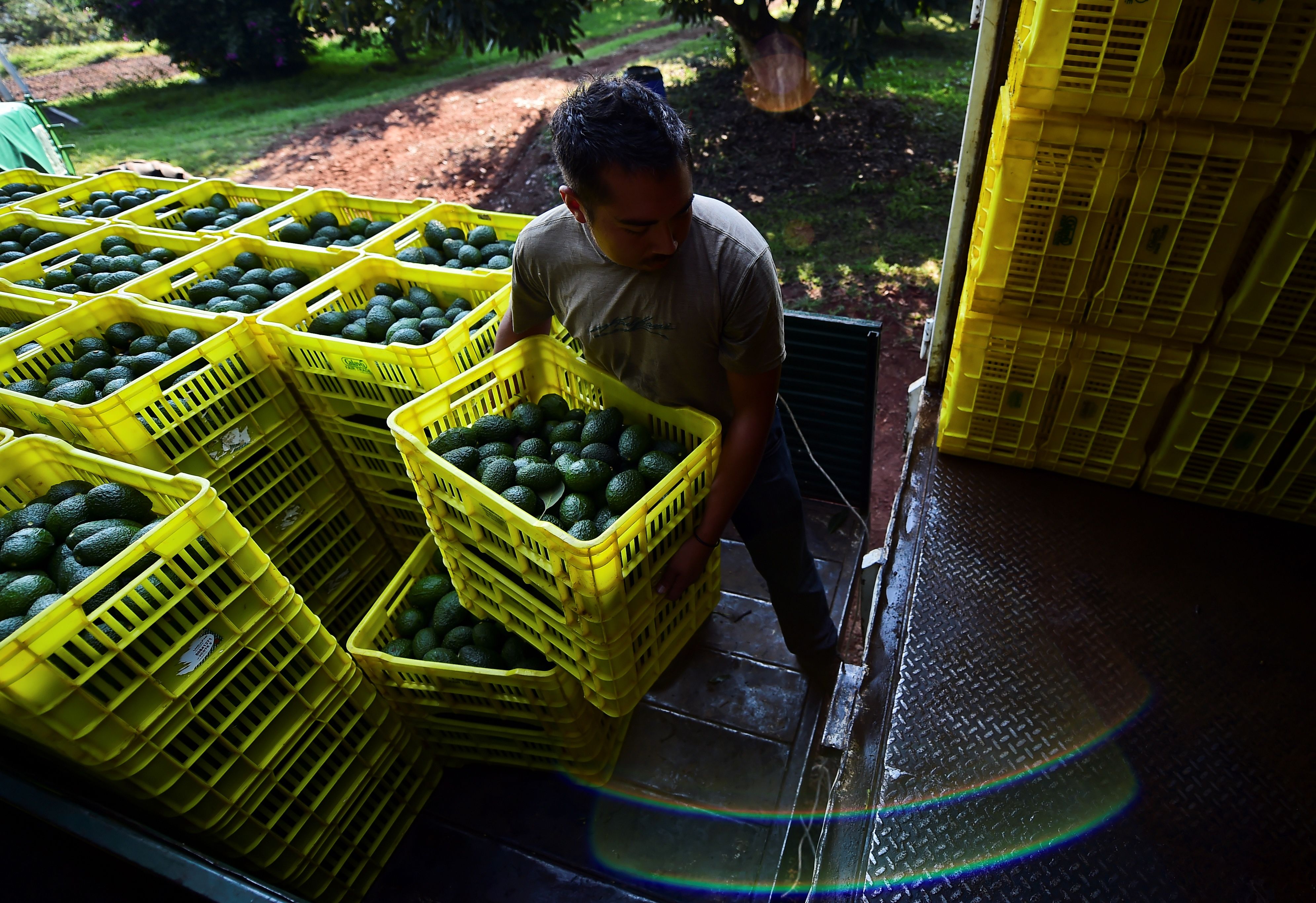 Mexico Losing 8.5M a Day as U.S. Blocks Avocado Trade Amid Cartel