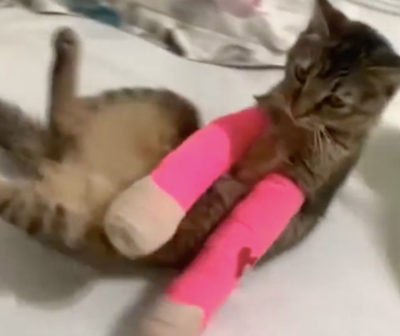 Cat with both arms in casts