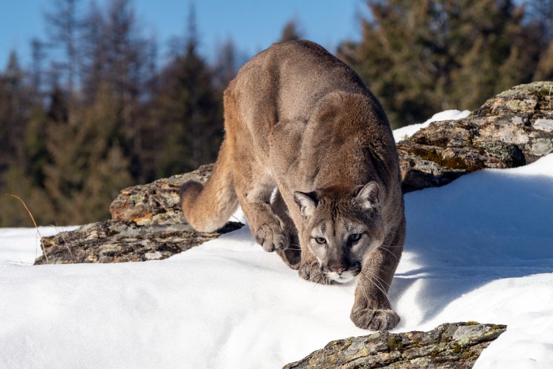 Stock image of mountain lion hunting. 