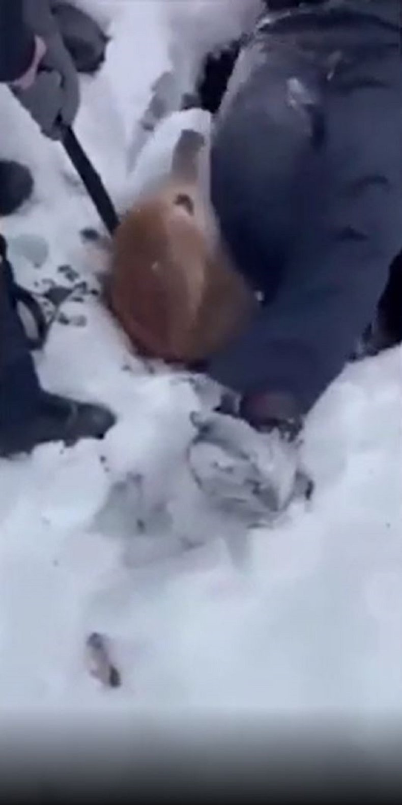 Photo showing dog rescue.