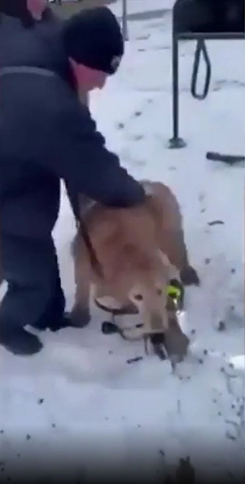 Photo of dog rescue in Illinois.