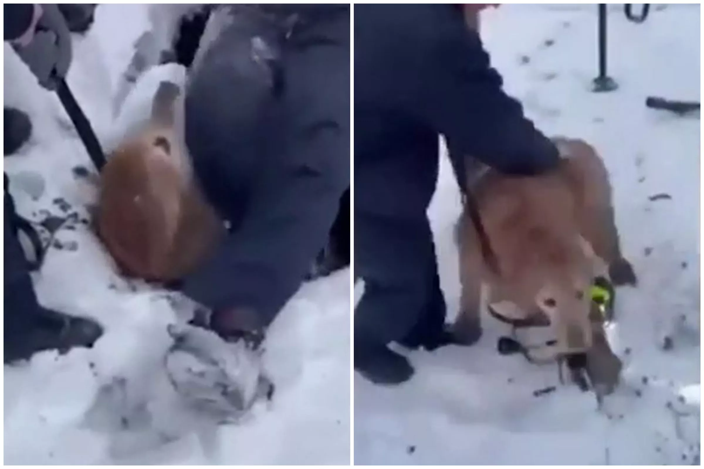 Golden Retriever Trapped in Sinkhole for Hours Rescued by Firefighters - Vimarsana News