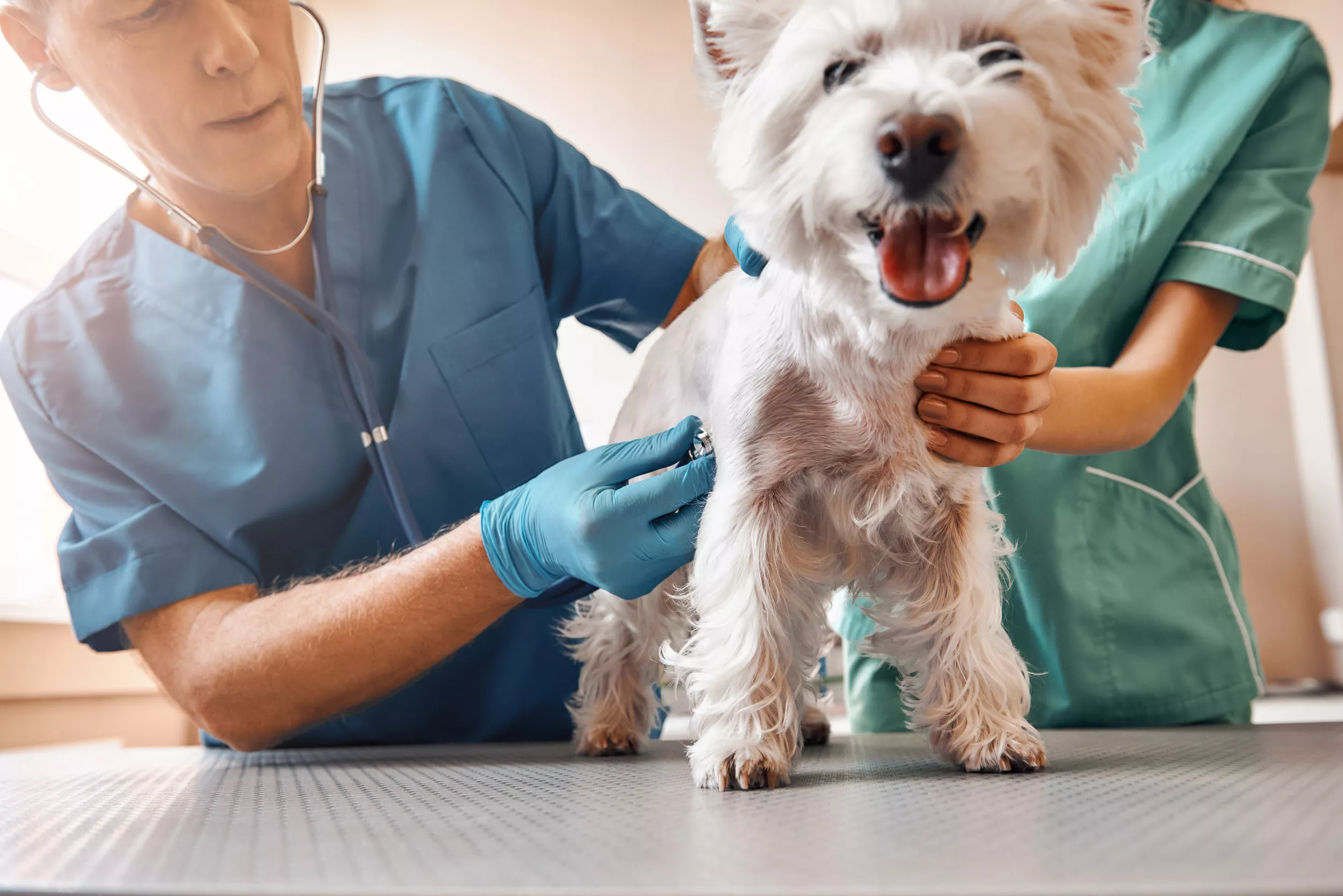 Dog Adopted by Vet That Saved His Life After Being Found Near Death: 'My Valentine' - Vimarsana News