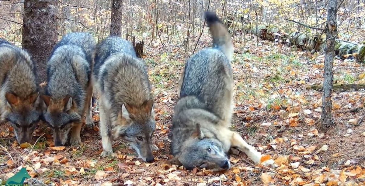 Wolf Pups Filmed Wandering Minnesota Wilderness in Striking Footage ...