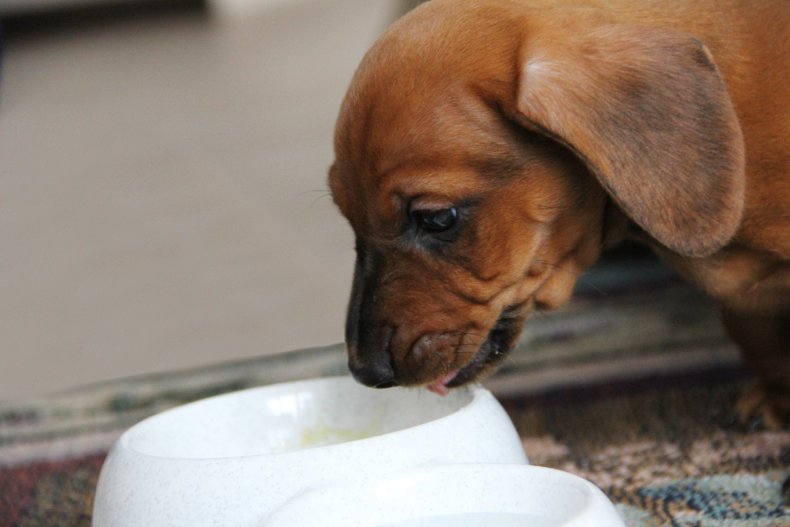 A puppy drinking from a bowl.