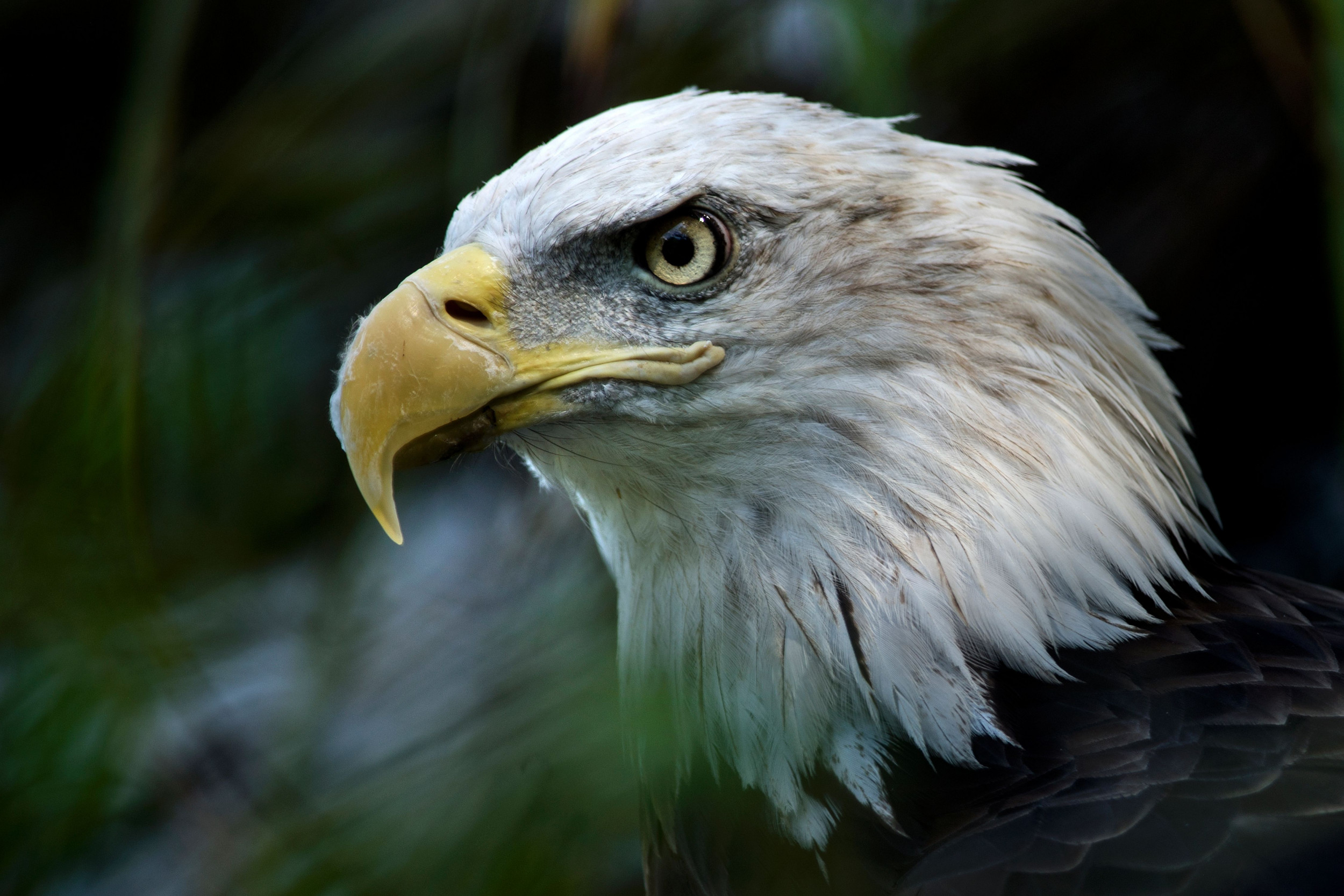 Fact Check: Trump Claims Wind Turbines Kill 'Thousands' Of Bald Eagles ...