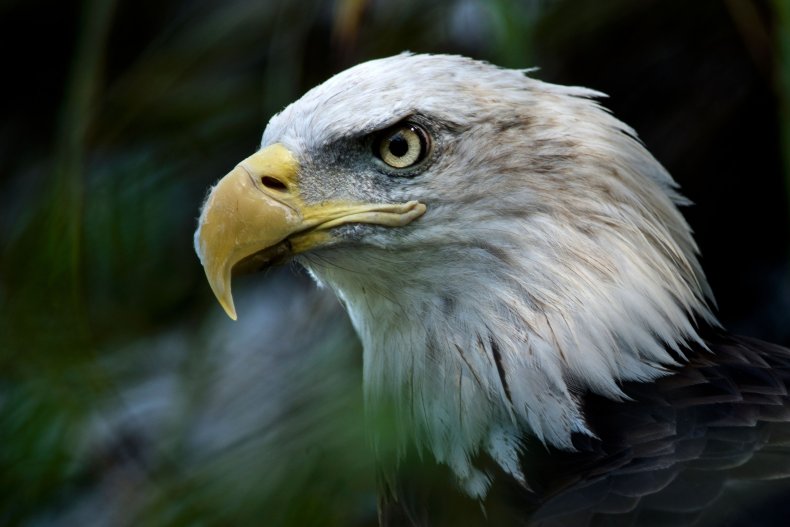 Bald eagle at Washington DC zoo