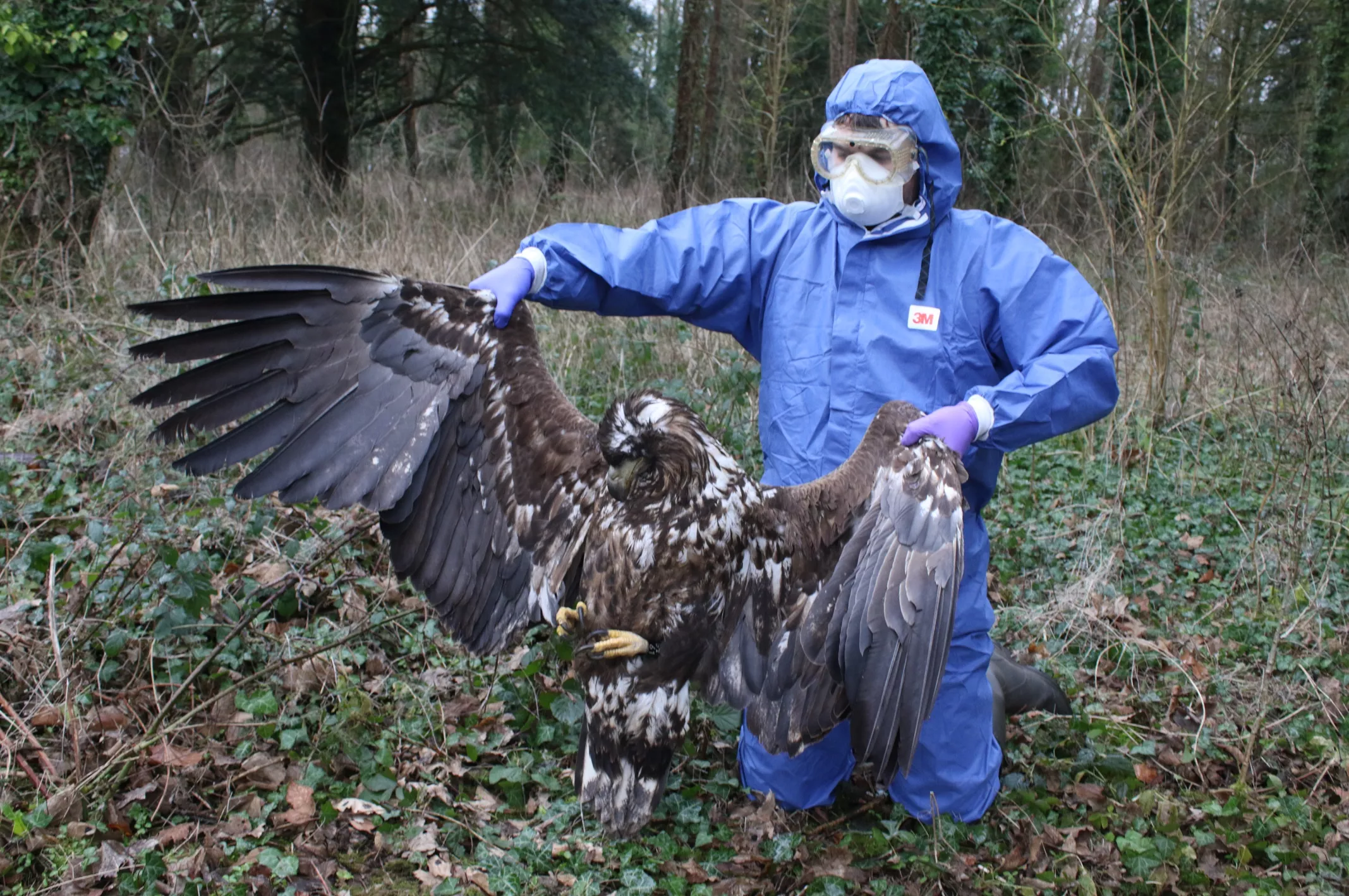 Mystery As Two Incredibly Rare White-tailed Eagles Found Dead Miles Apart - Vimarsana News