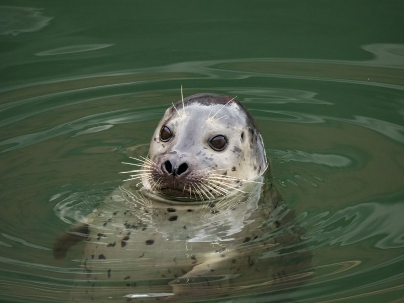 A harbor seal swimming