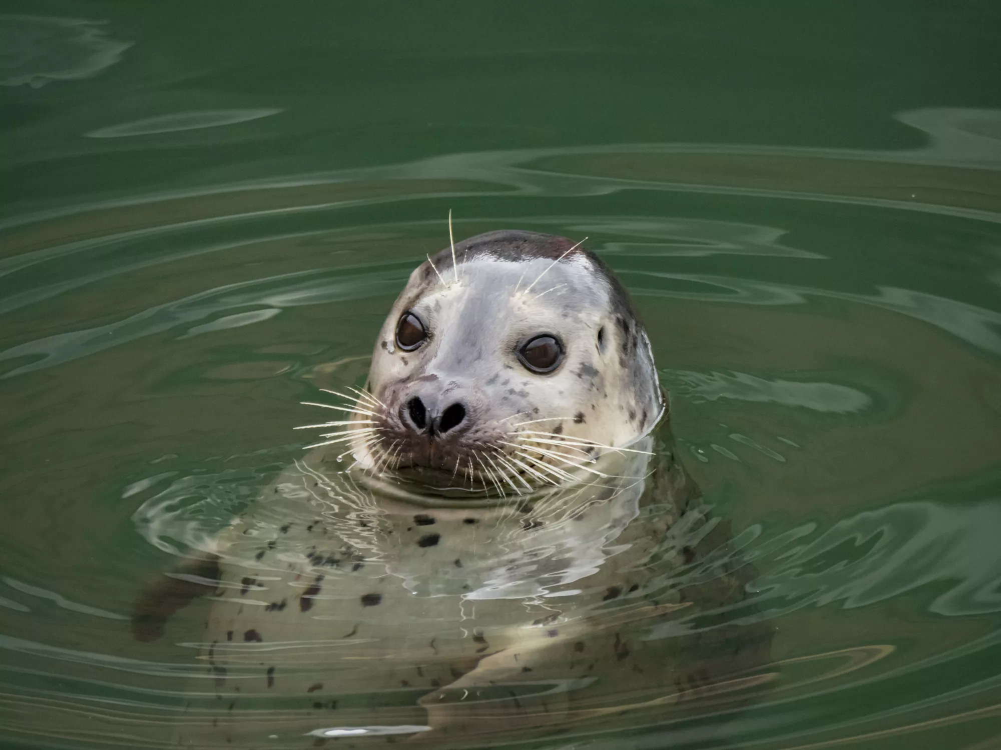 Seal Helps Man Who Fell Into Ocean Complete 5-Hour Swim to Safety - Vimarsana News