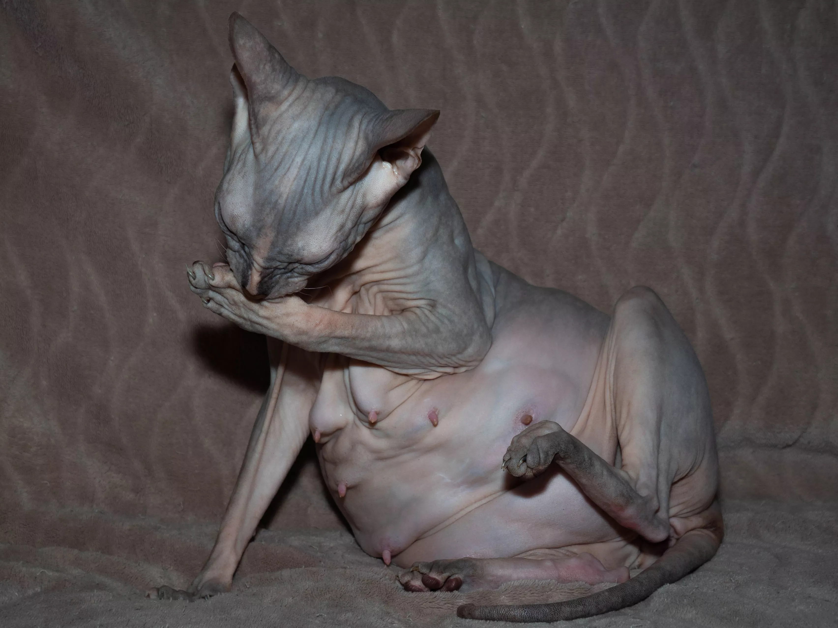 Snap of 'Engorged Hairless Cat' Creeps Out the Internet After Going Viral - Vimarsana News
