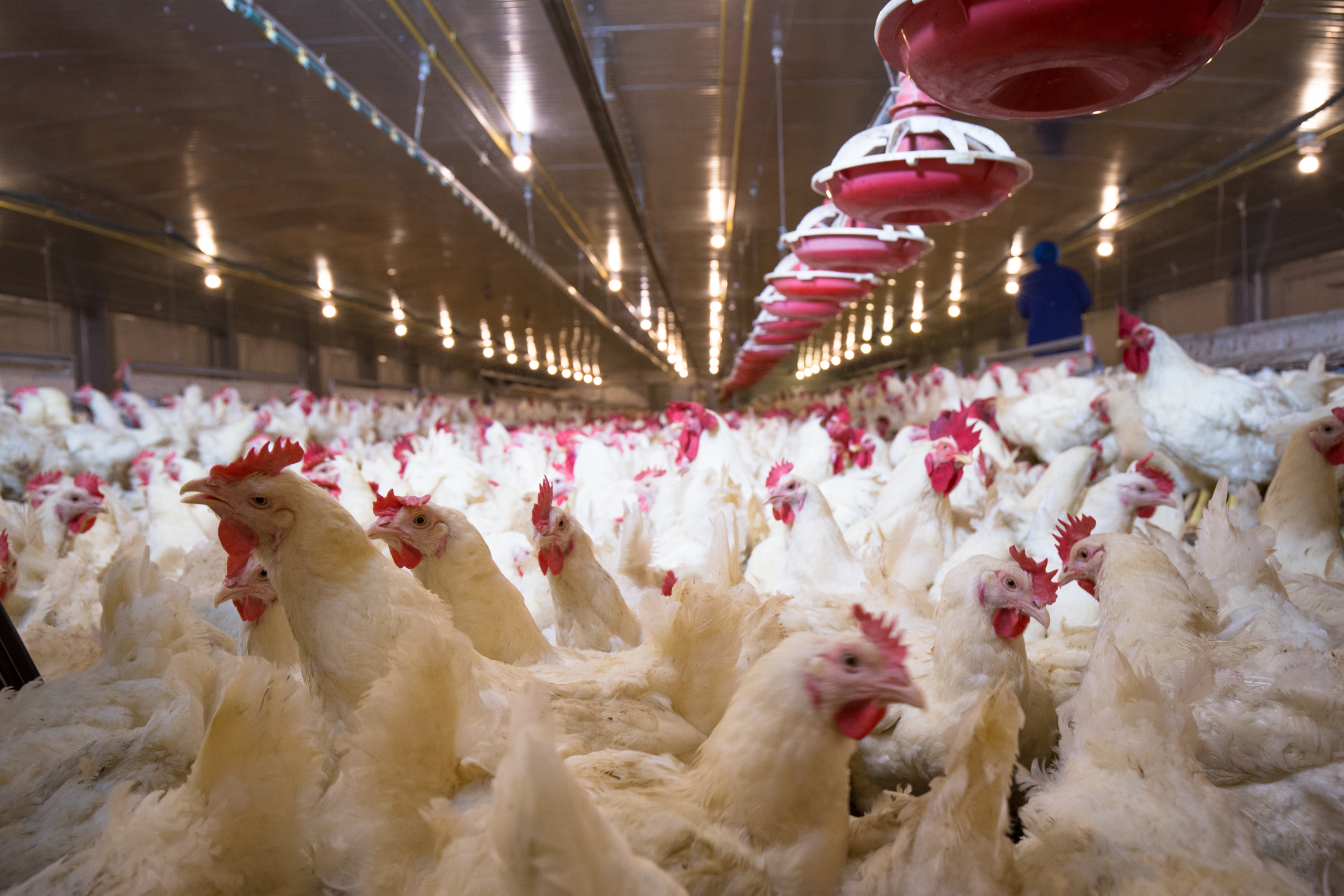 Can Bird Flu Affect Humans Highly Infectious Virus Found In Tyson