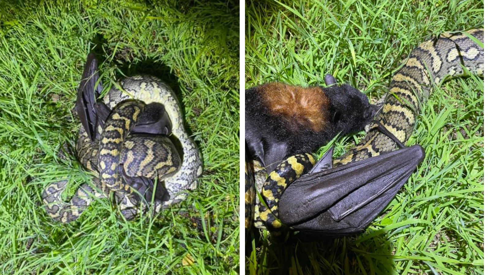 Python Eats Fox Flying Fox Python