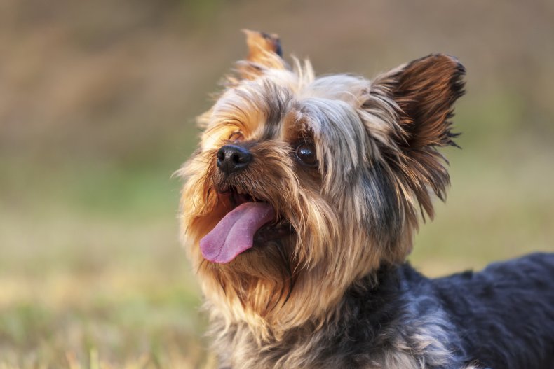 Stock image of a Yorkshire terrier
