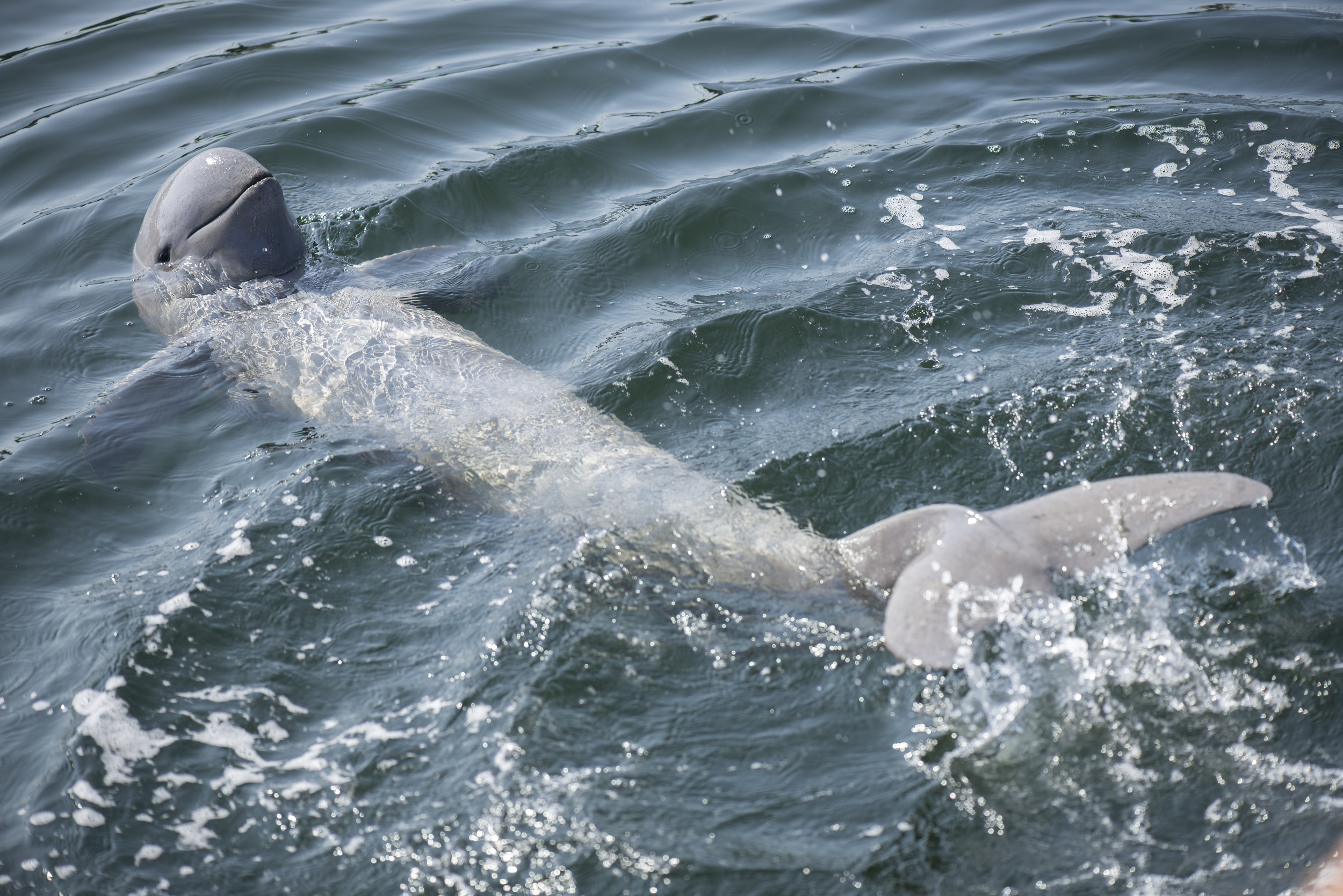 Dolphin Population Goes Extinct After Its Last Member Gets Entangled in
