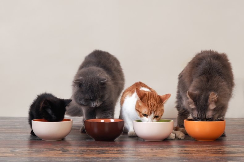 Several cats eating from food bowls.