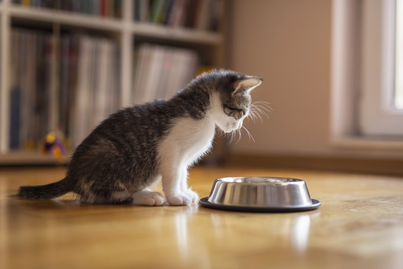 A kitten staring at a food bowl.