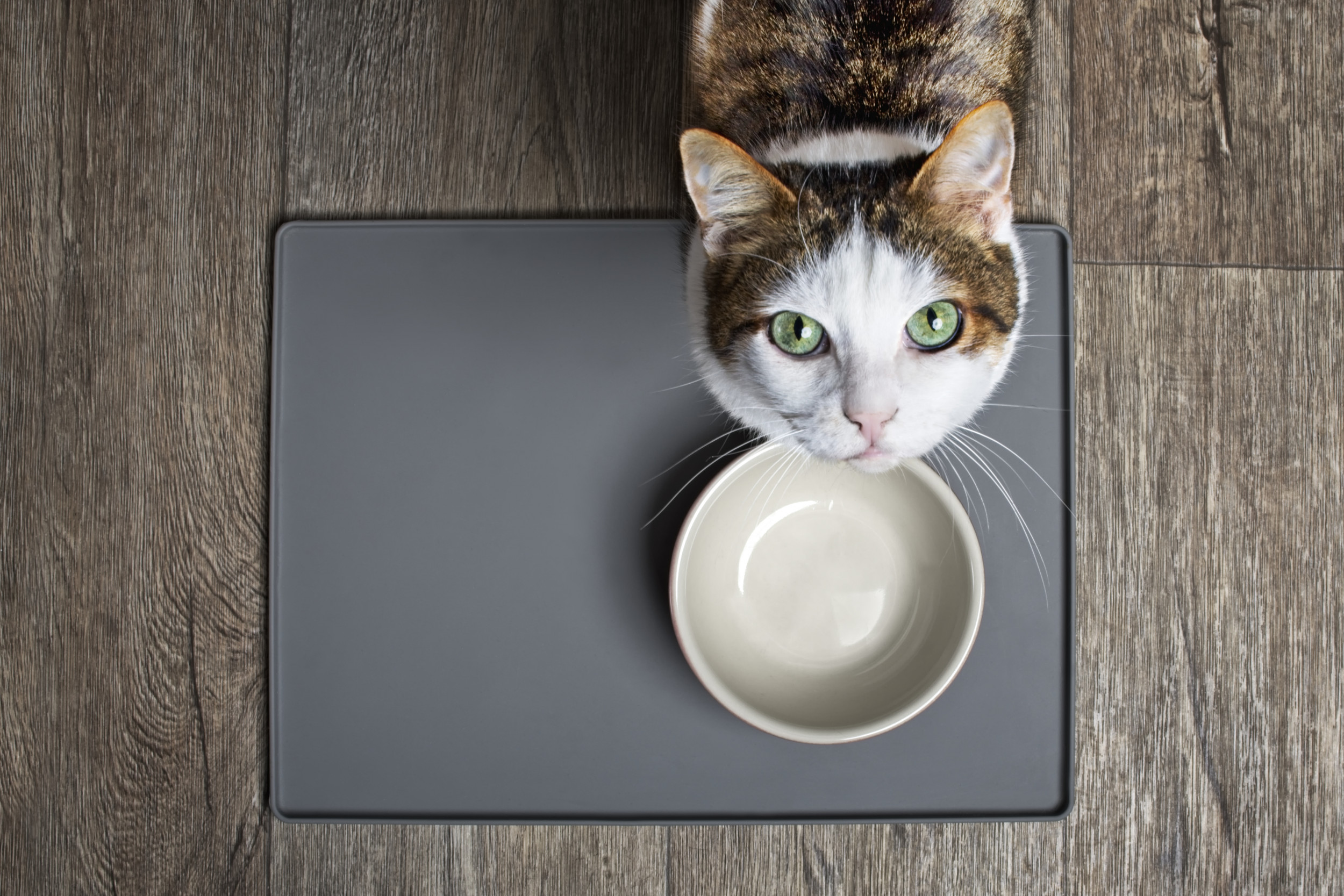 Cat Not Eating 9 Reasons Why and How to Help Newsweek