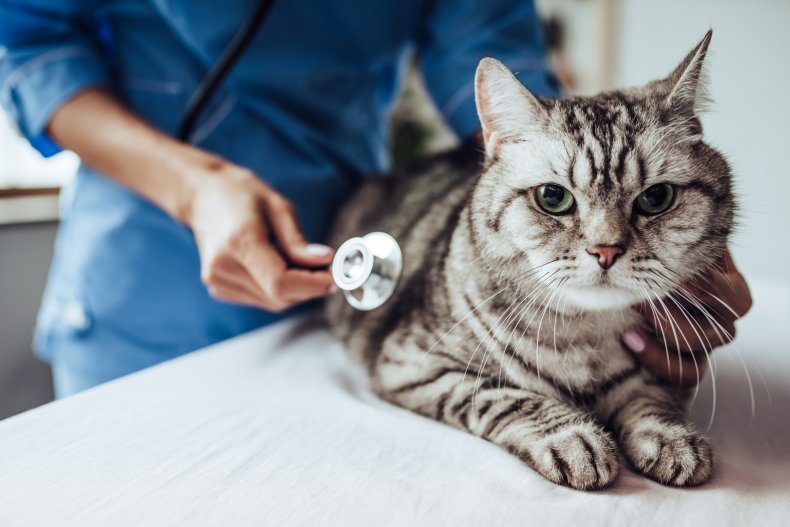 A cat being examined by a veterinarian.