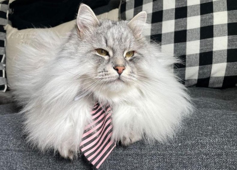 Cloud the fluffy cat on sofa