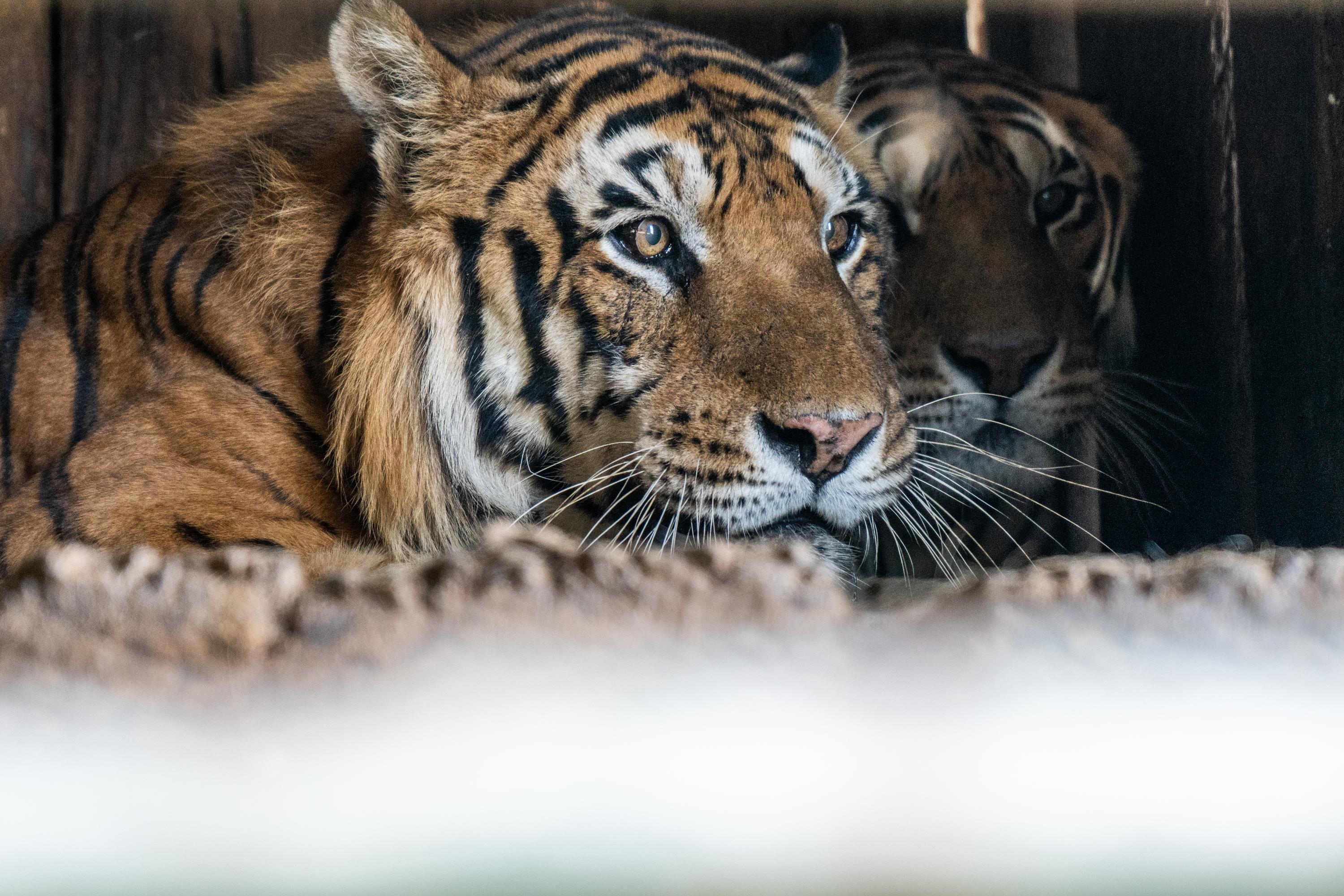 Circuses Without Wild Animals - FOUR PAWS International - Animal Welfare  Organisation