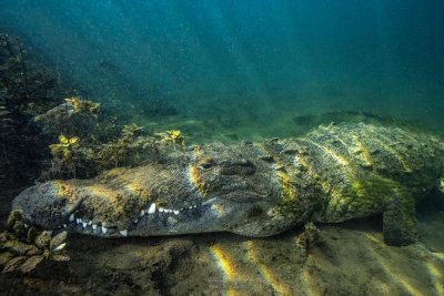 croc croc
