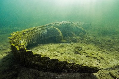 croc croc