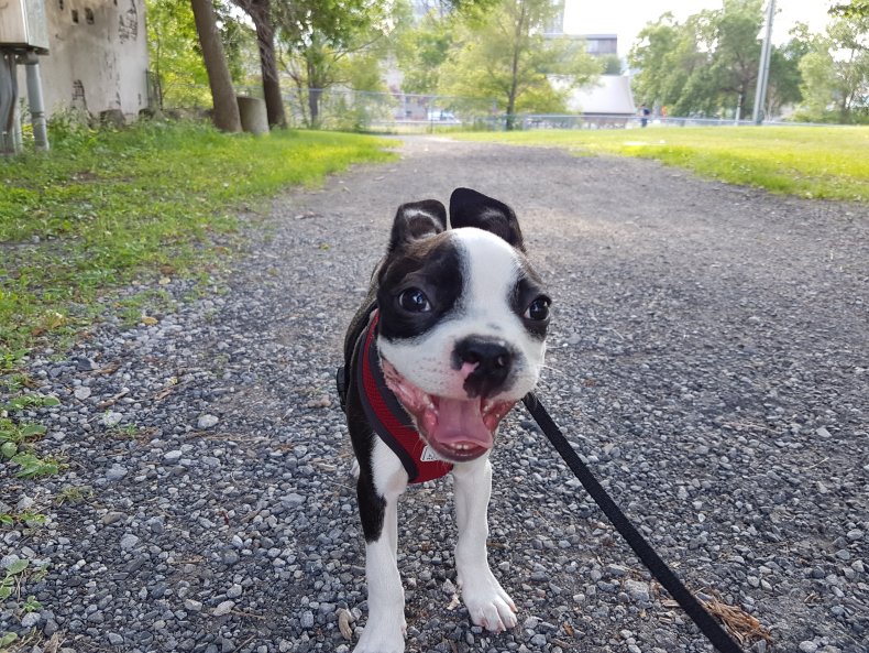 File photo of a Boston Terrier. 