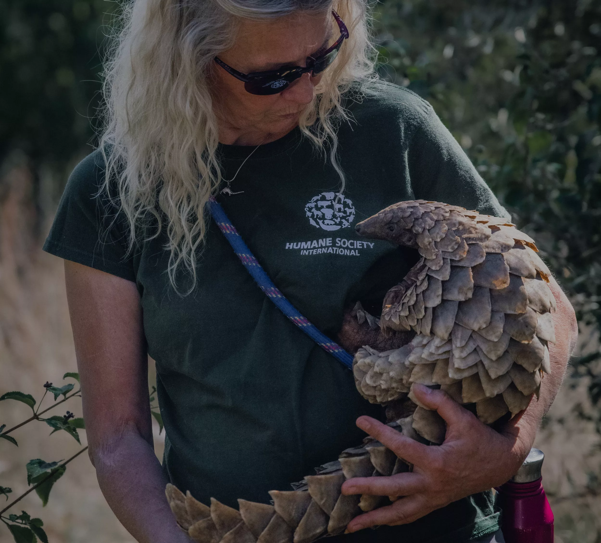 Pangolins Suffer PTSD After Being Saved From Horrors of Illegal Wildlife Trade - Vimarsana News