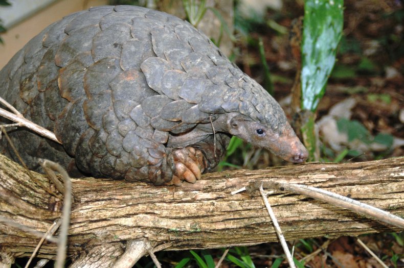 Pangolin