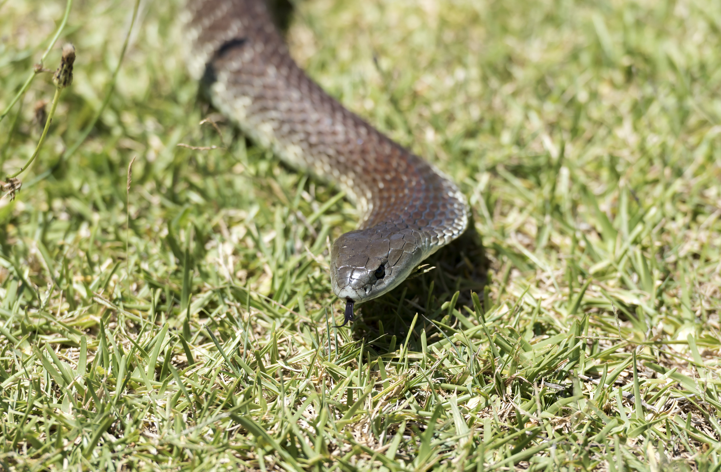 Three Deadly Sex-Crazed Snakes Caught at Same House Three Deadly Sex-Crazed Snakes Caught at Same House