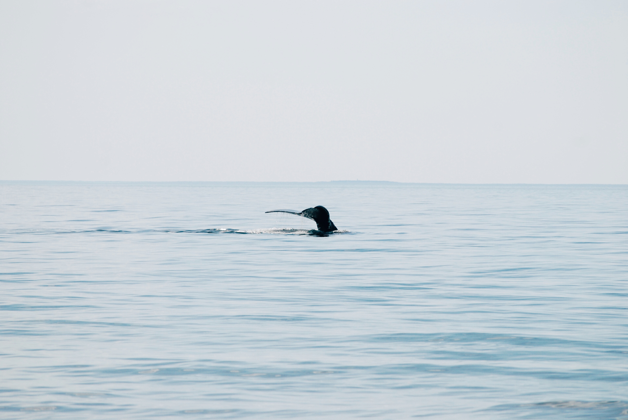 Endangered Right Whales Filmed In Bering Sea At Winter For First Time   Stock Image Right Whale 