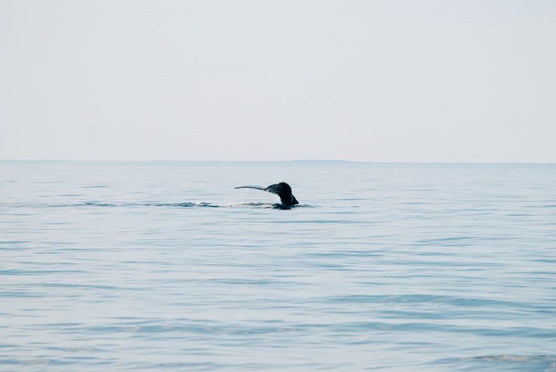 Stock image of a right whale