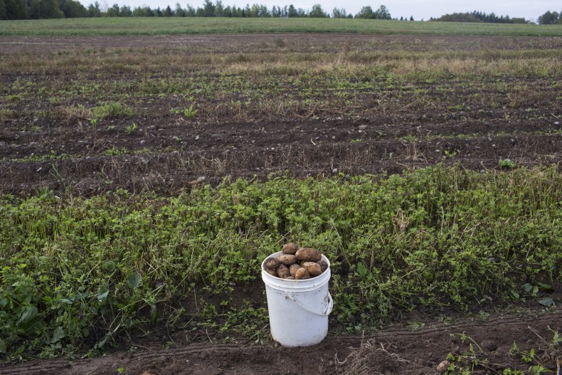 Texas Potato Farm Shorted Workers Millions