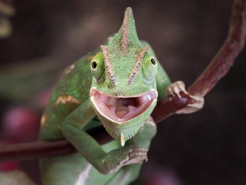 Green chameleon hunting