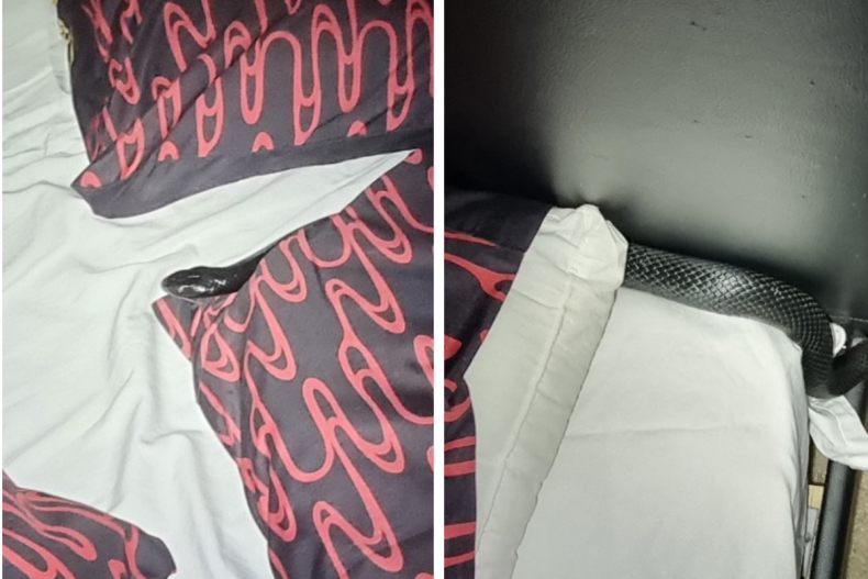 Red bellied black snake found in bed