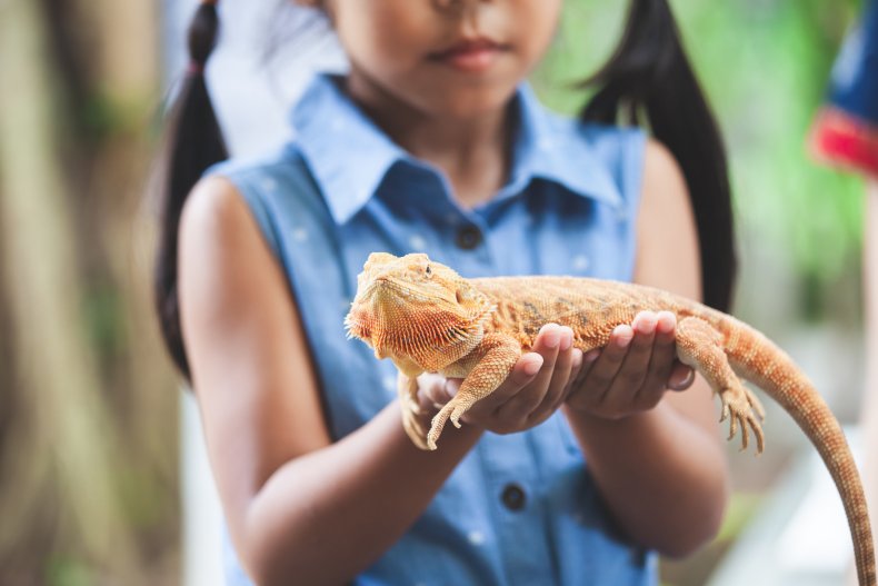 Girl holding and playing with chameleon 