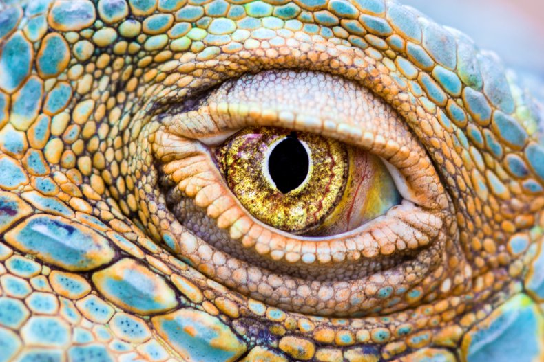 Green Iguana eye