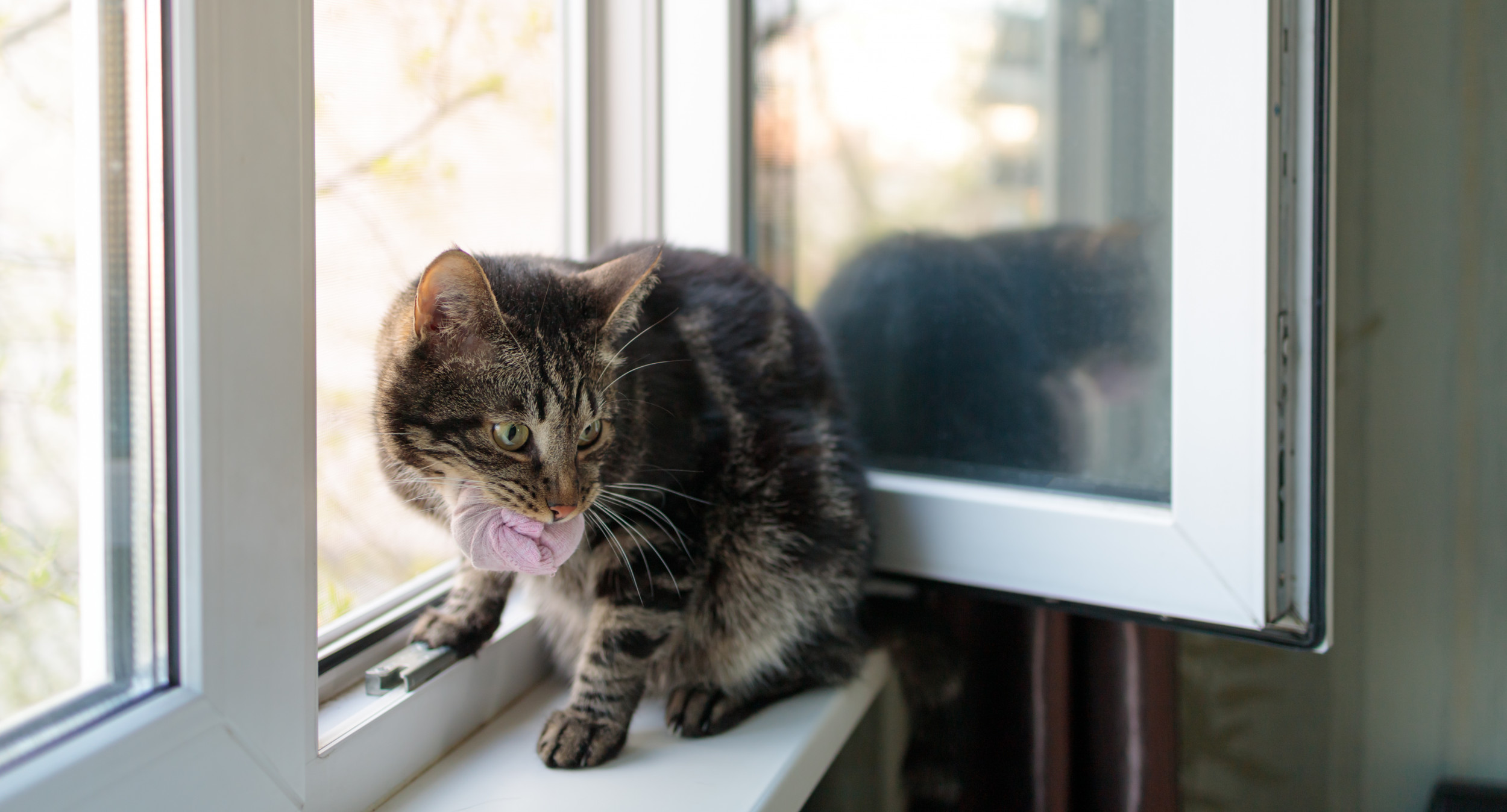 'Pawsome' Bespoke Escape Route for Cats From TopFloor Window Impresses Newsweek