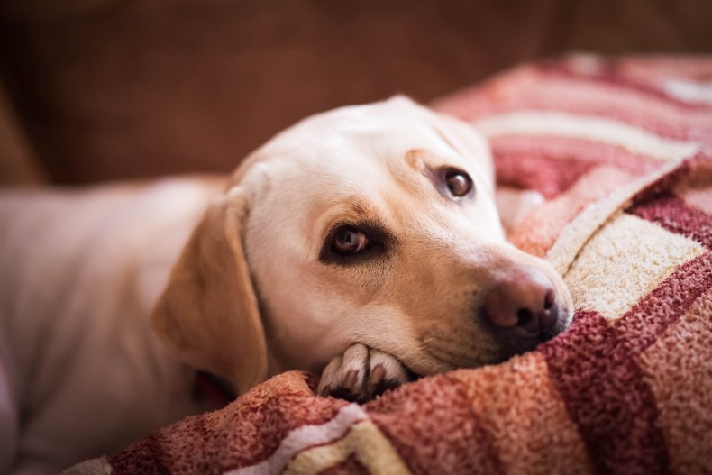 A sad dog