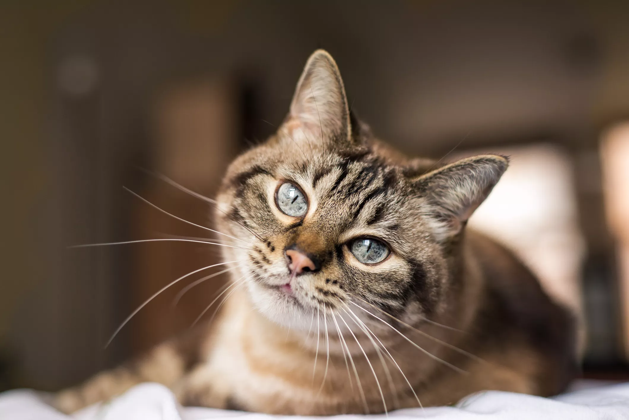 How Much Do Cats Cost? Feline Food, Vet Expenses, Toys and More - Vimarsana News