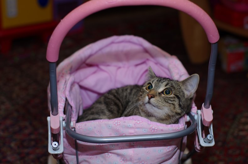 Cat in a buggy