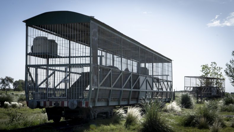 Specialized tiger train carriage