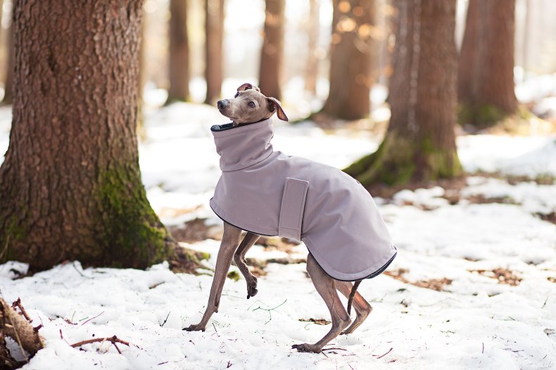 File photo of greyhound in snow. 