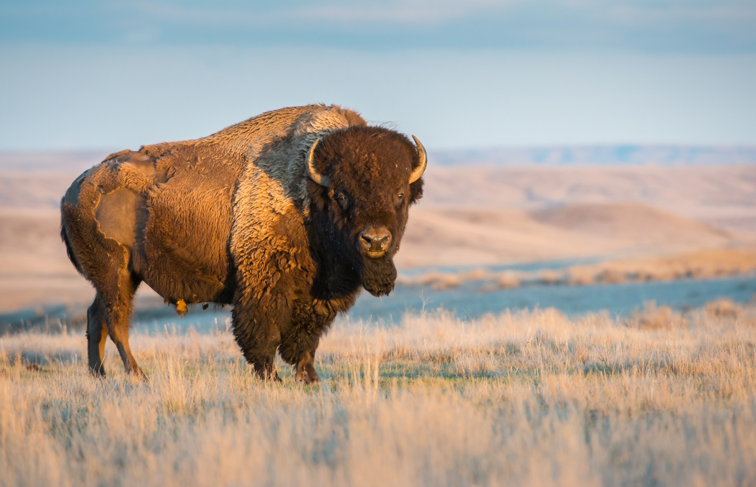 riled-up-bison-nearly-charges-at-tourists-in-nail-biting-footage-newsweek